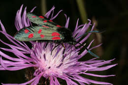 Image of six-spot burnet