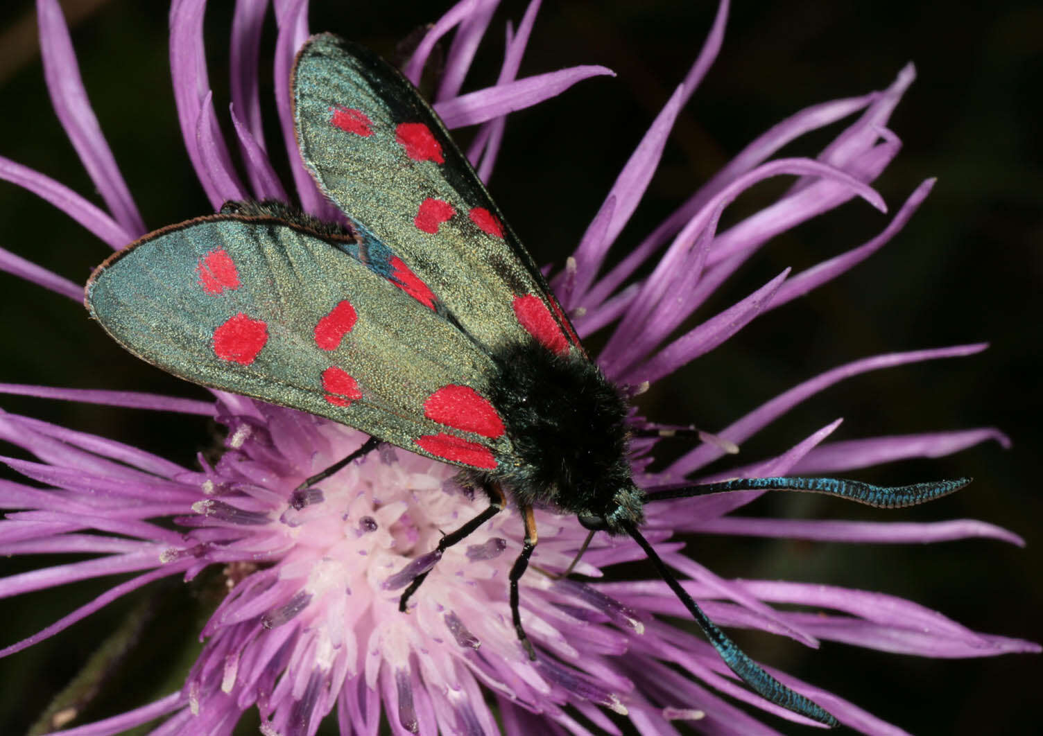 Image of six-spot burnet