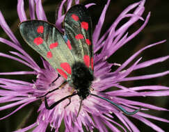 Image of six-spot burnet