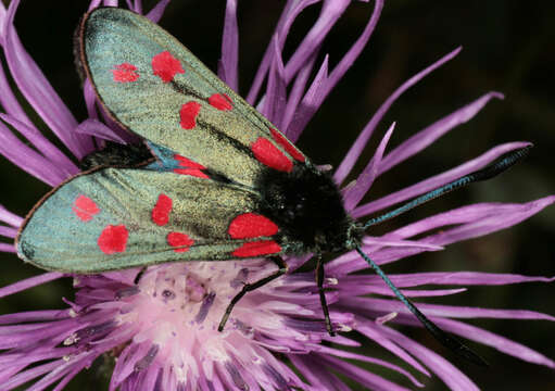 Image of six-spot burnet