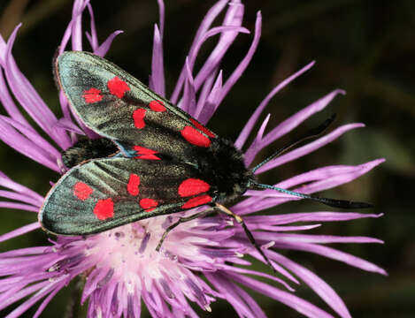 Image of six-spot burnet