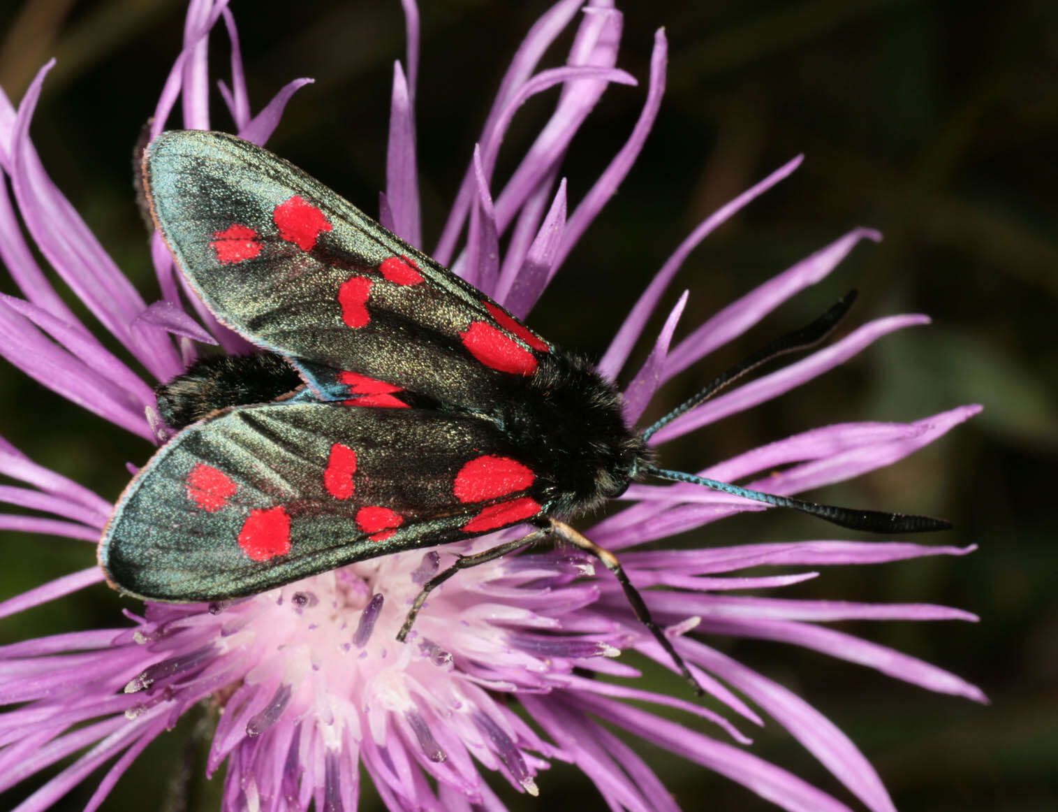 Image of six-spot burnet