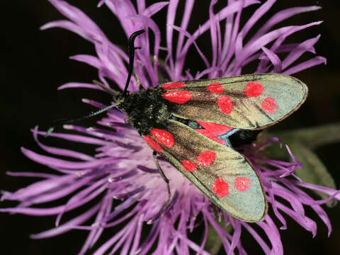 Image of six-spot burnet