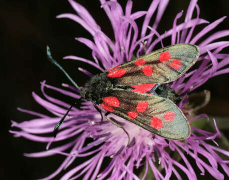 Image of six-spot burnet