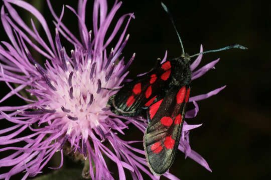 Image of six-spot burnet