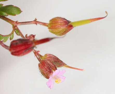 Image of Geranium purpureum Vill.