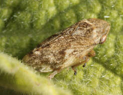 Image of Arthropoda