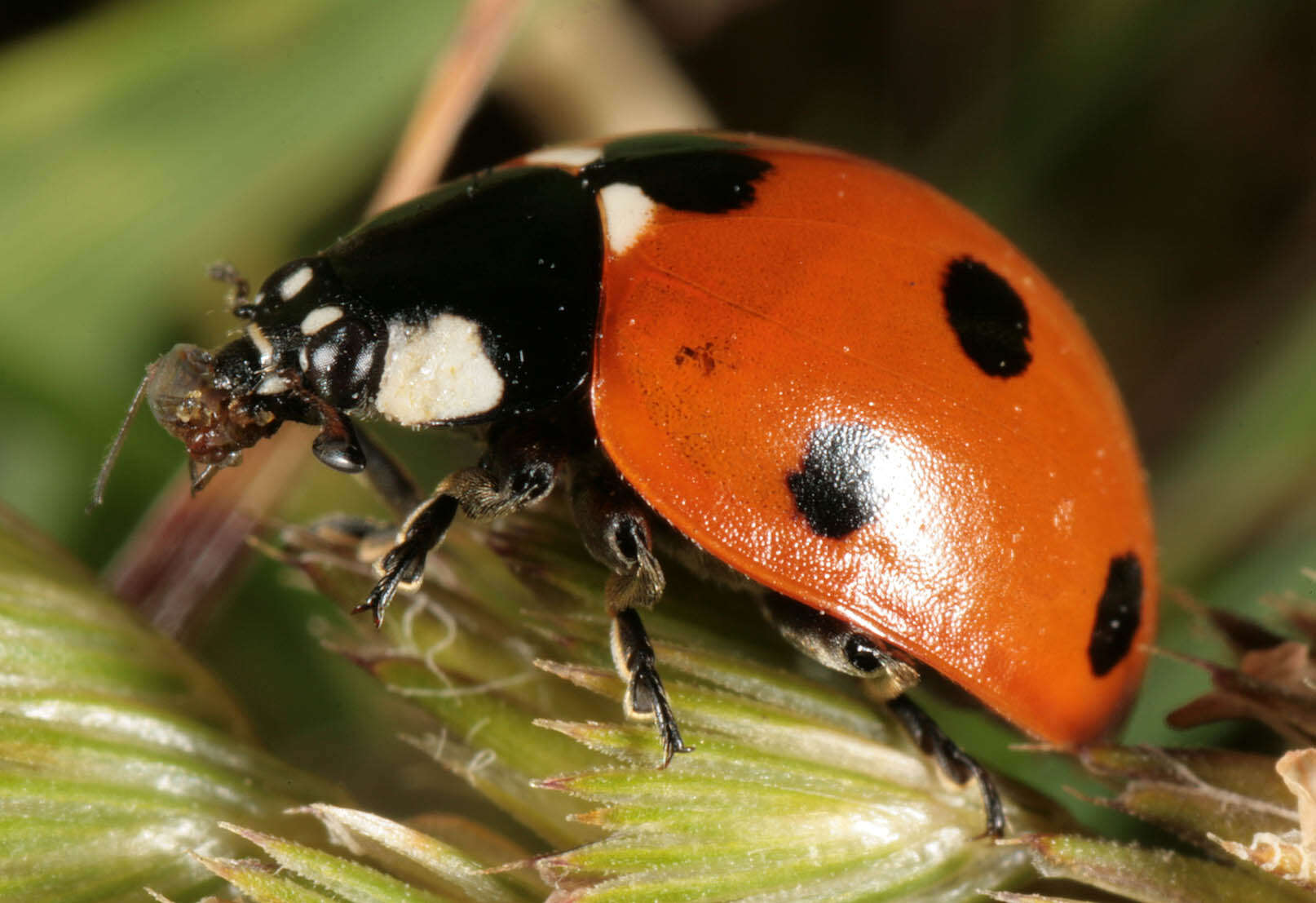 Image of lady beetles