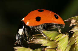 Image of lady beetles