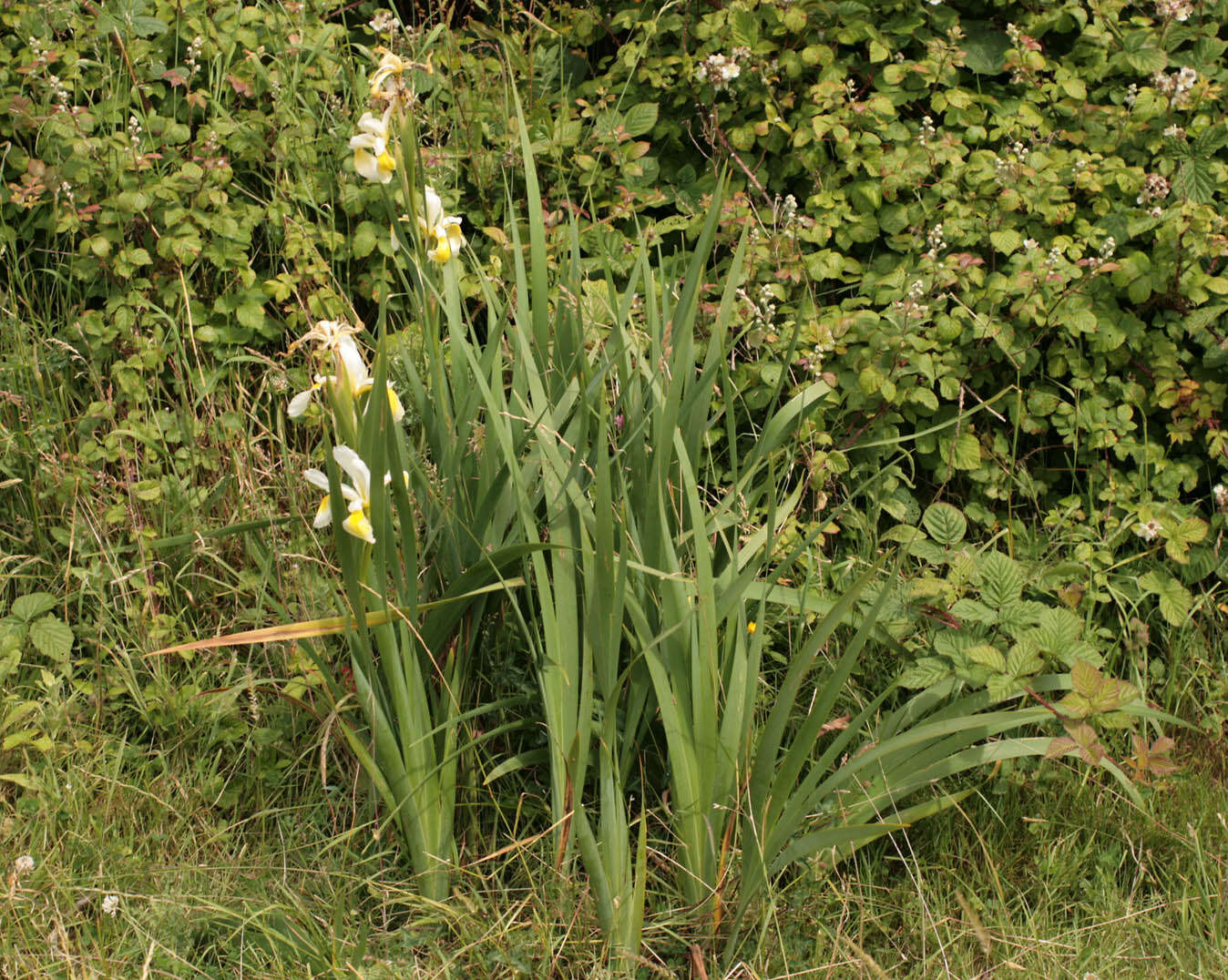 Image of yellowband iris