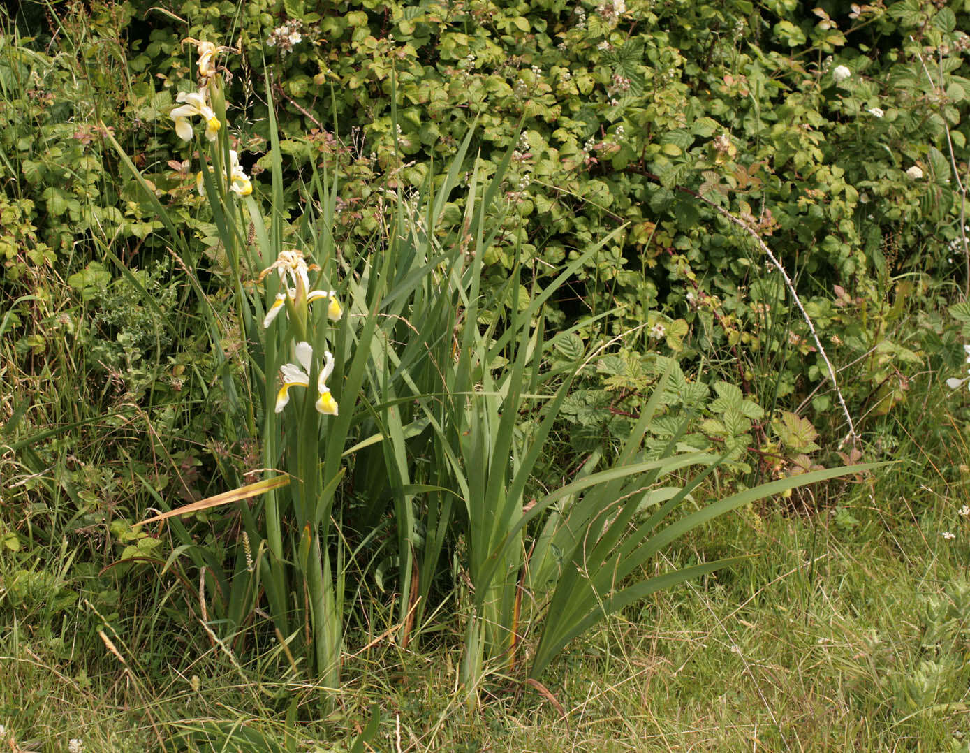 Image of yellowband iris