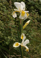 Image of yellowband iris