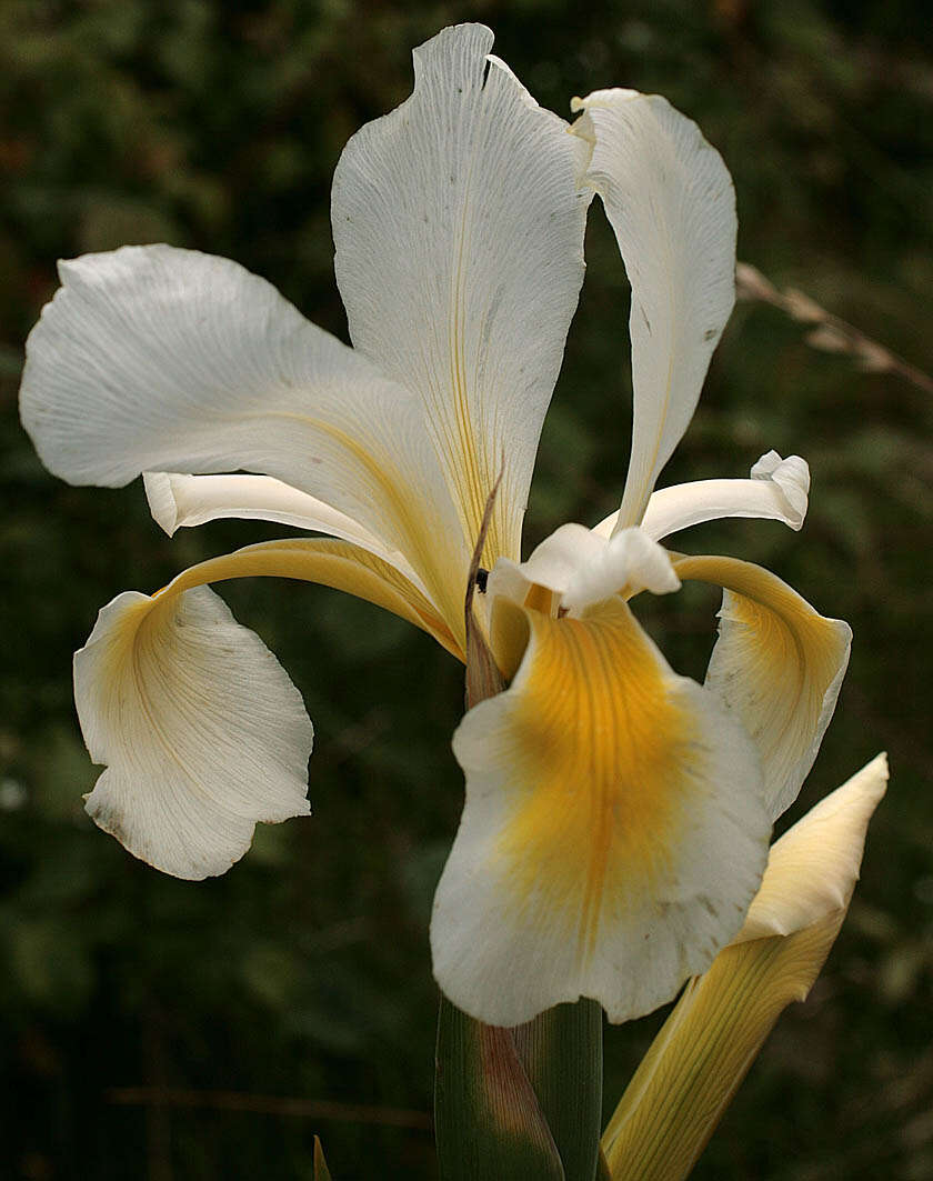 Image of yellowband iris