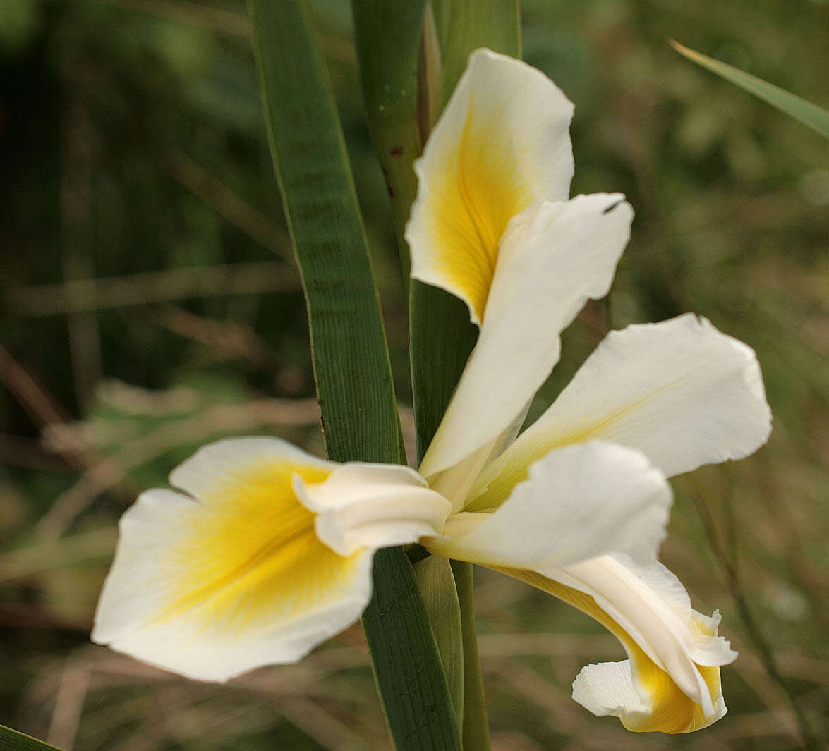 Image of yellowband iris