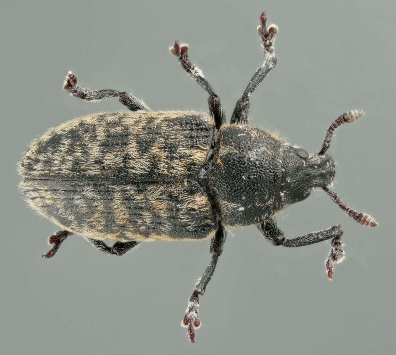 Image of Thistle Head Weevil