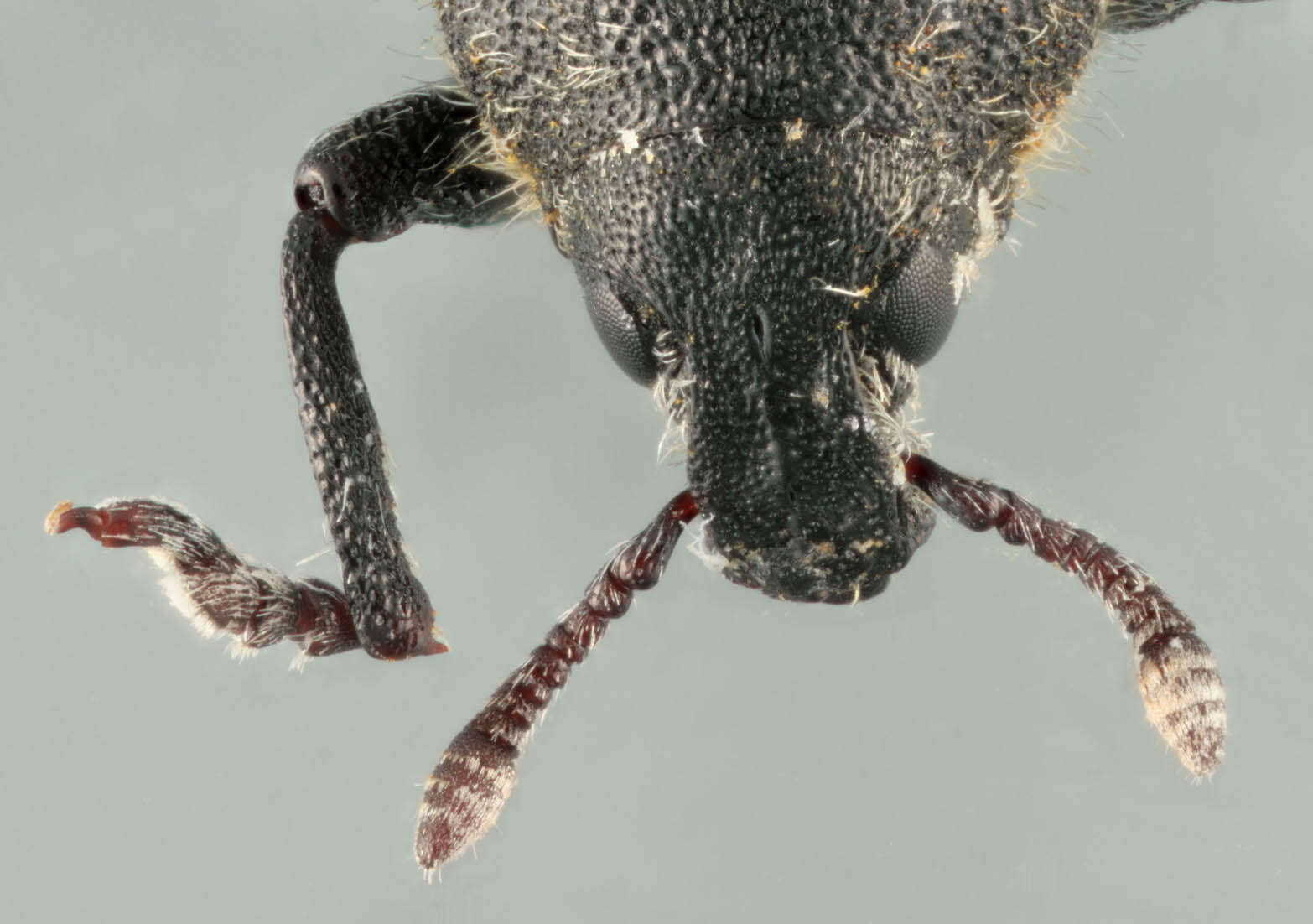 Image of Thistle Head Weevil