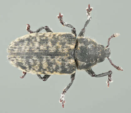 Image of Thistle Head Weevil