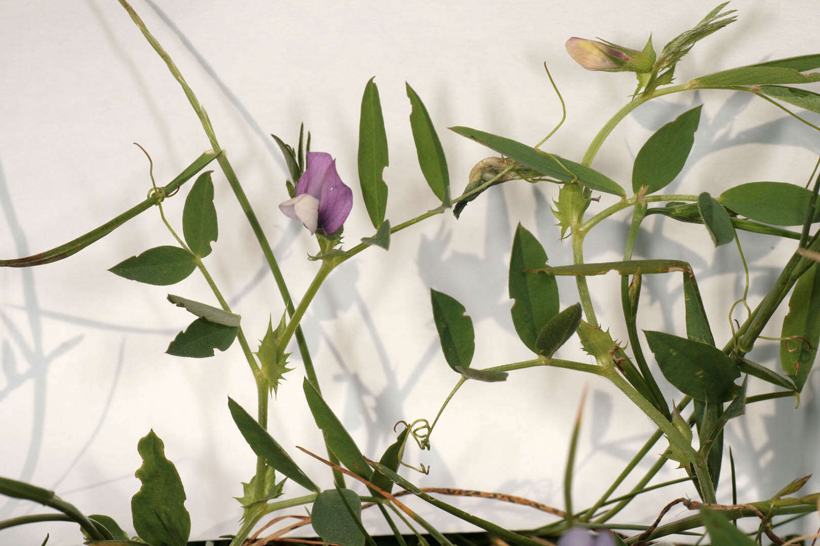 Image of Bithynian vetch