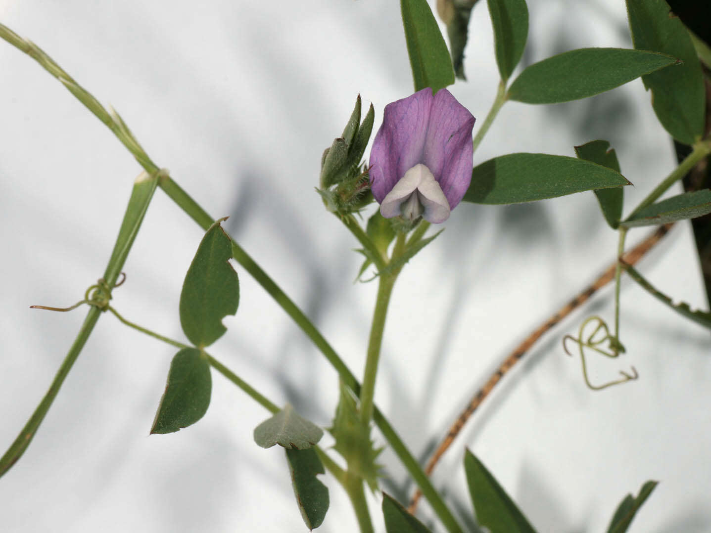 Image of Bithynian vetch