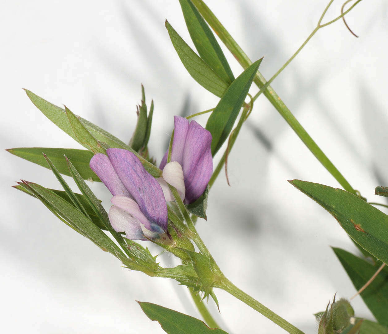 Image of Bithynian vetch