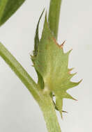 Image of Bithynian vetch