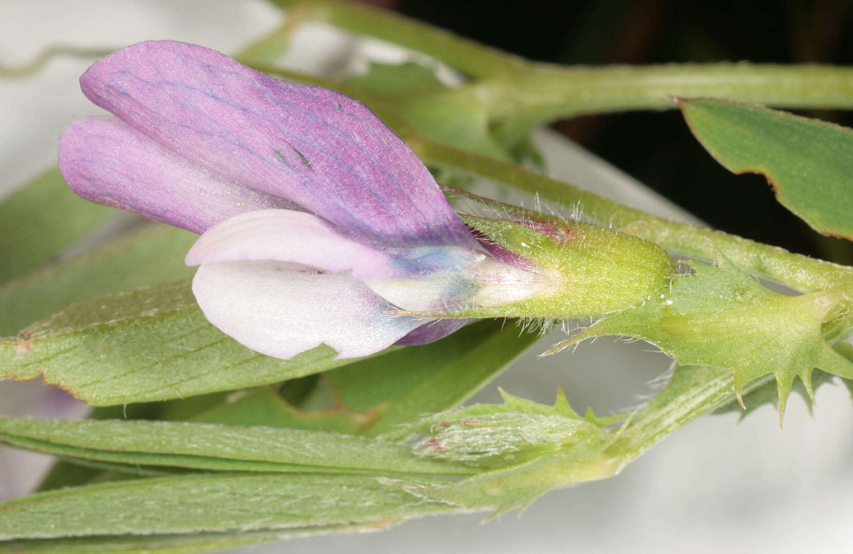 Image of Bithynian vetch