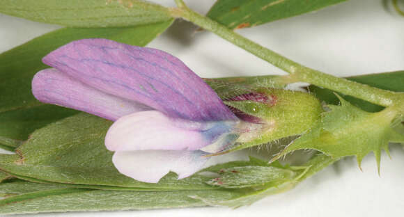 Image of Bithynian vetch