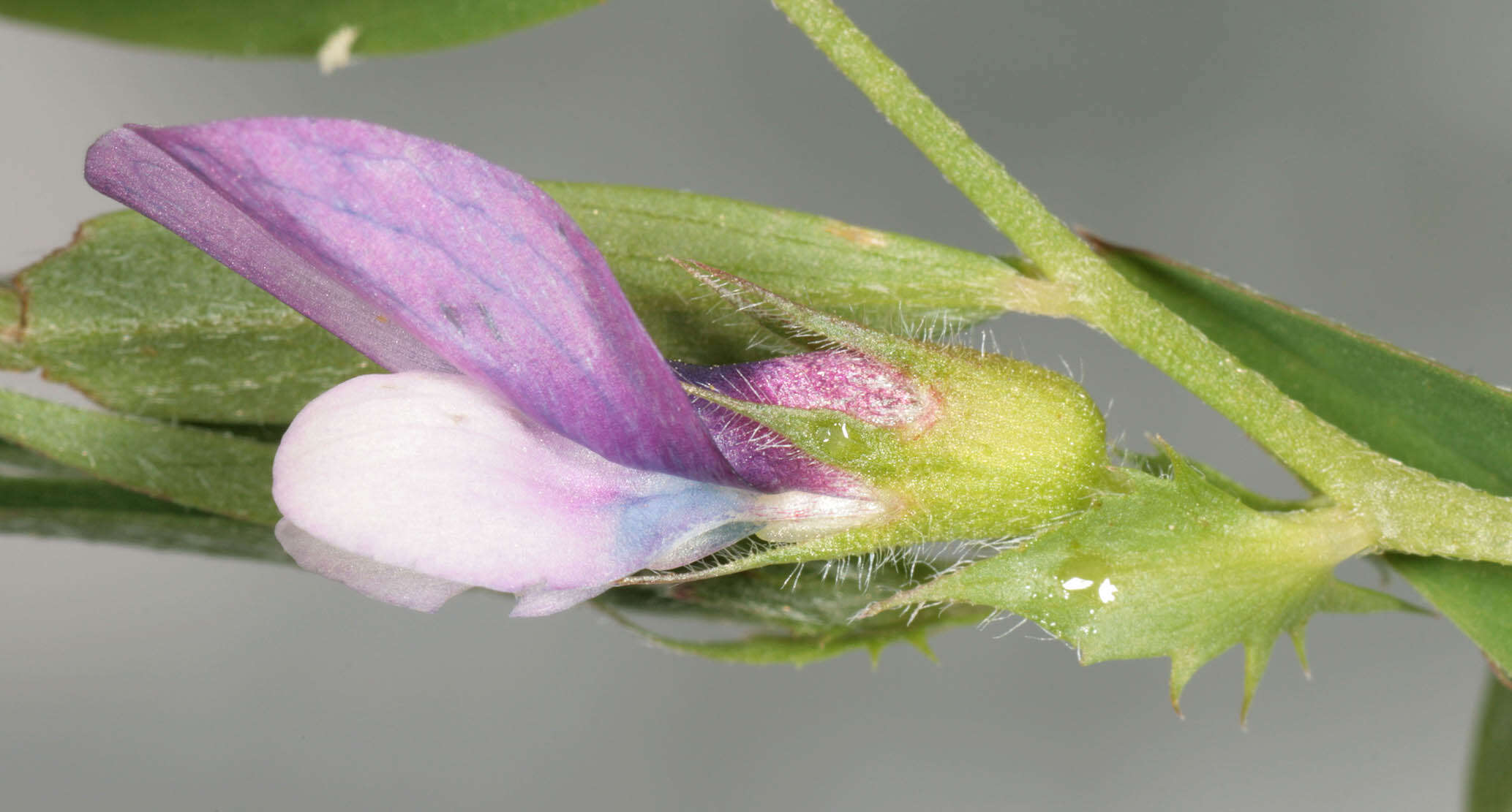 Image of Bithynian vetch