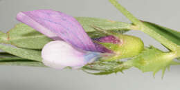 Image of Bithynian vetch