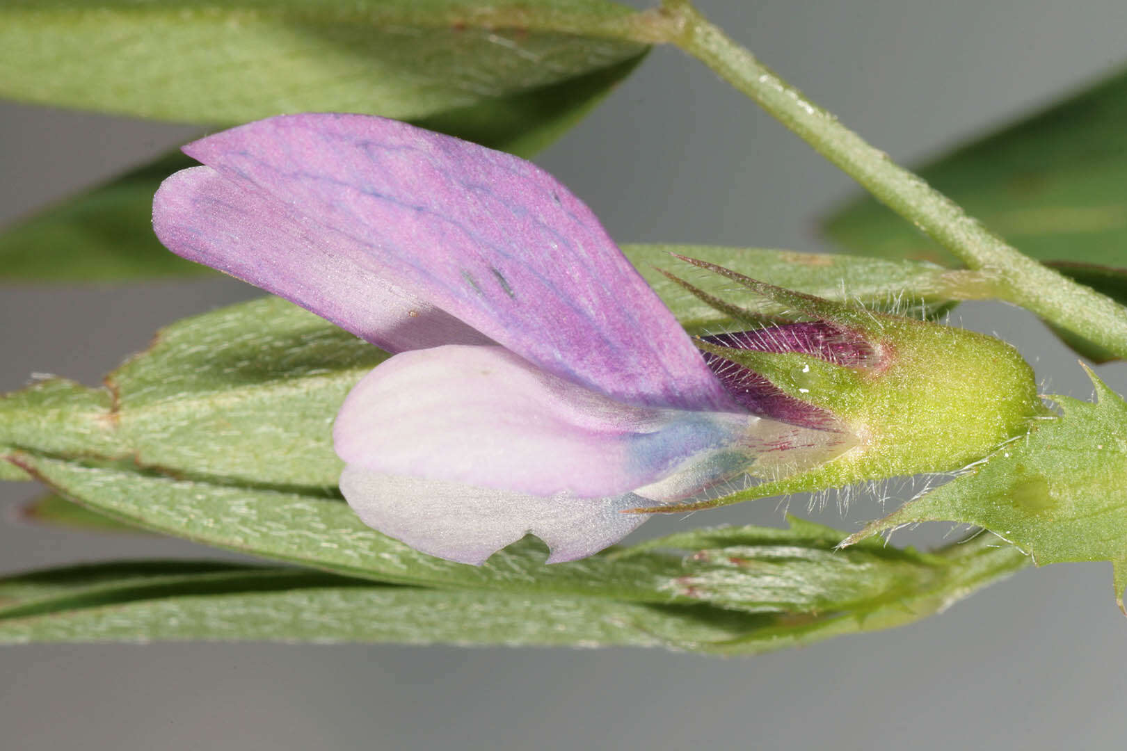 Image of Bithynian vetch