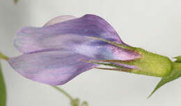 Image of Bithynian vetch