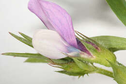 Image of Bithynian vetch