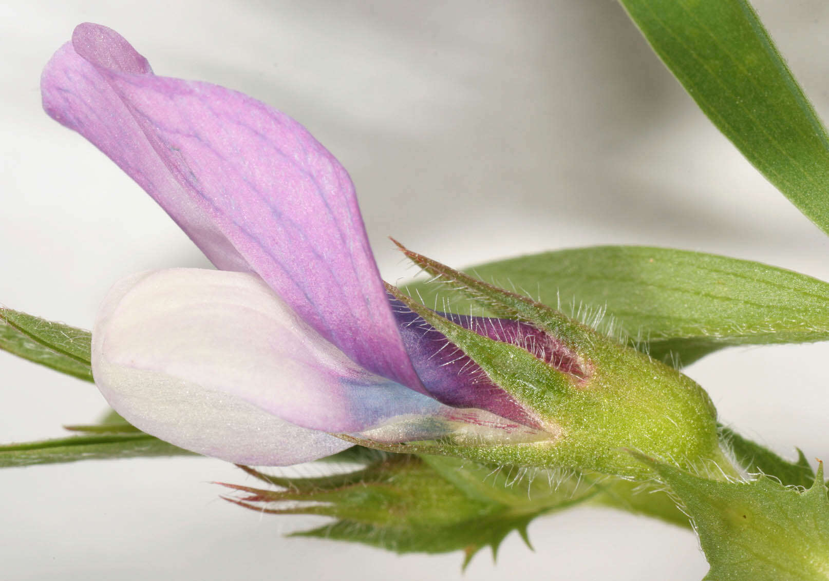 Image of Bithynian vetch