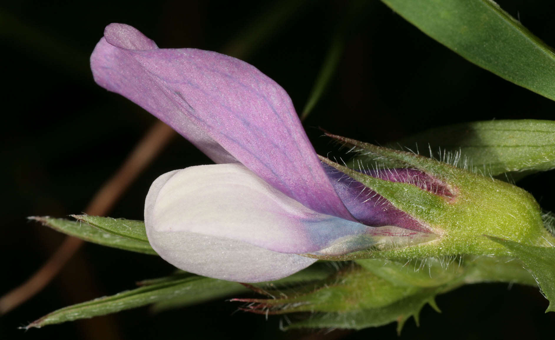 Image of Bithynian vetch