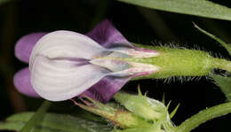 Image of Bithynian vetch