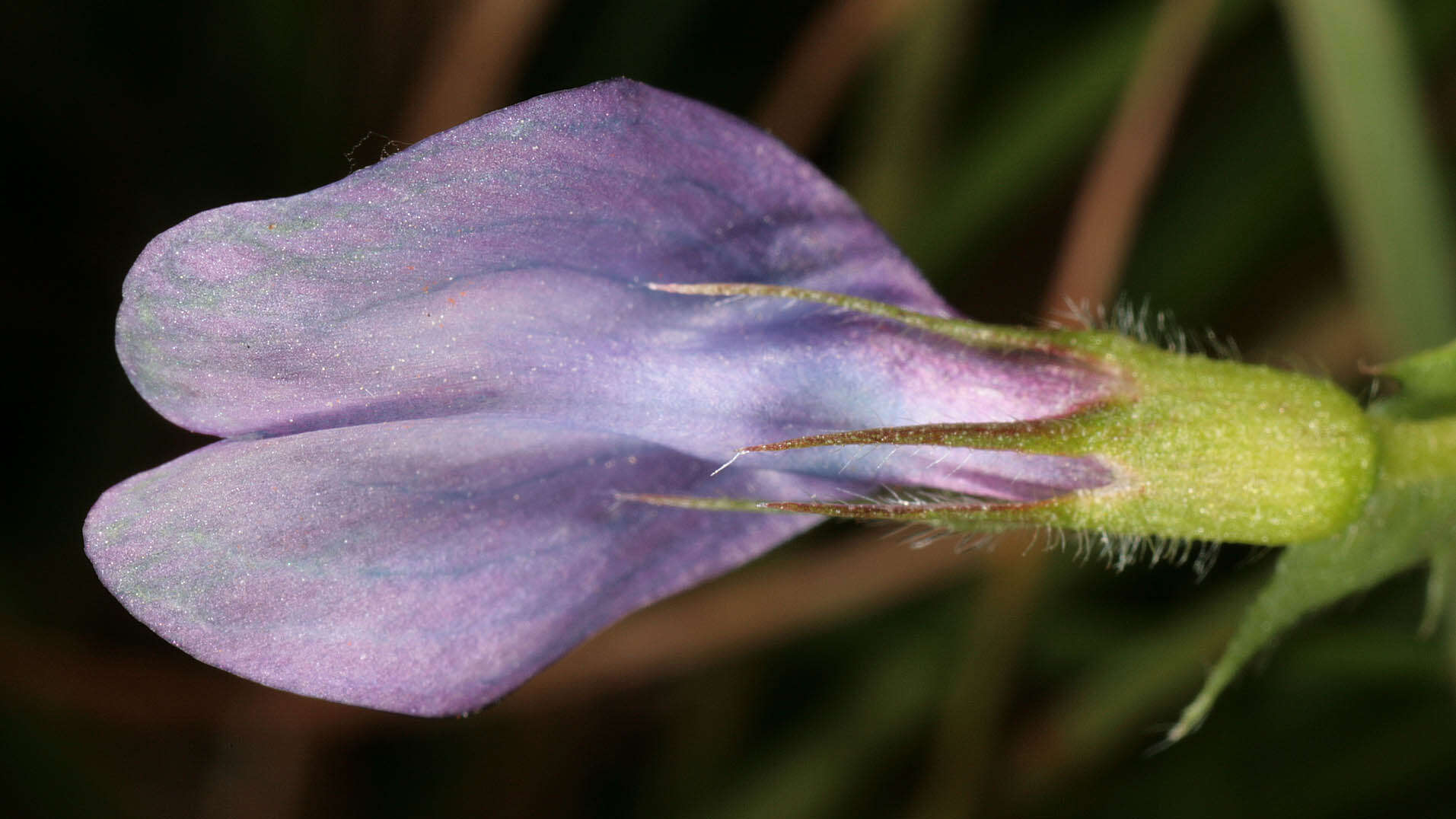 Image of Bithynian vetch