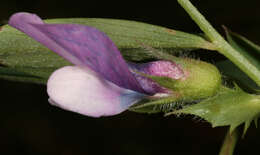 Image of Bithynian vetch