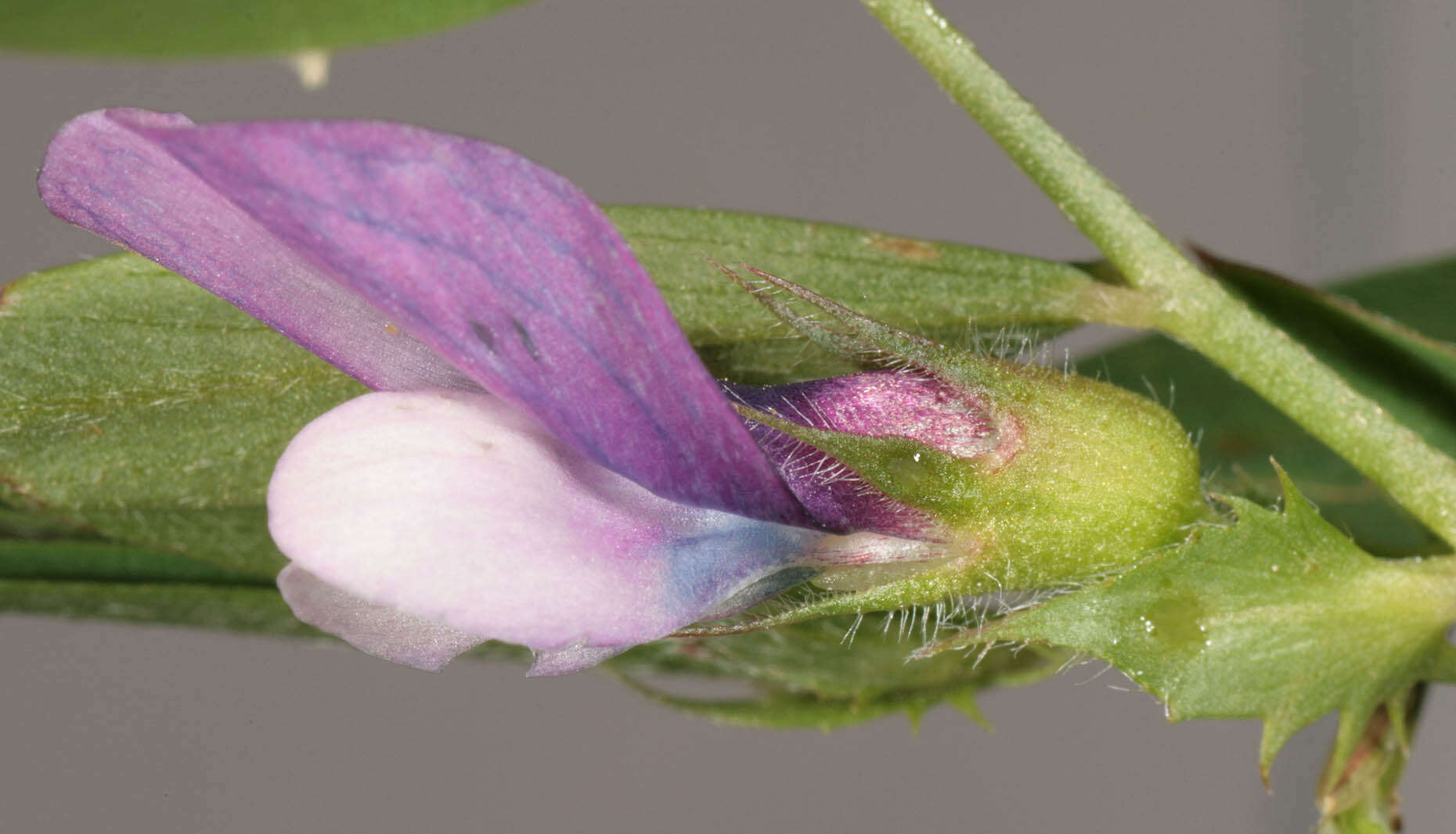 Image of Bithynian vetch