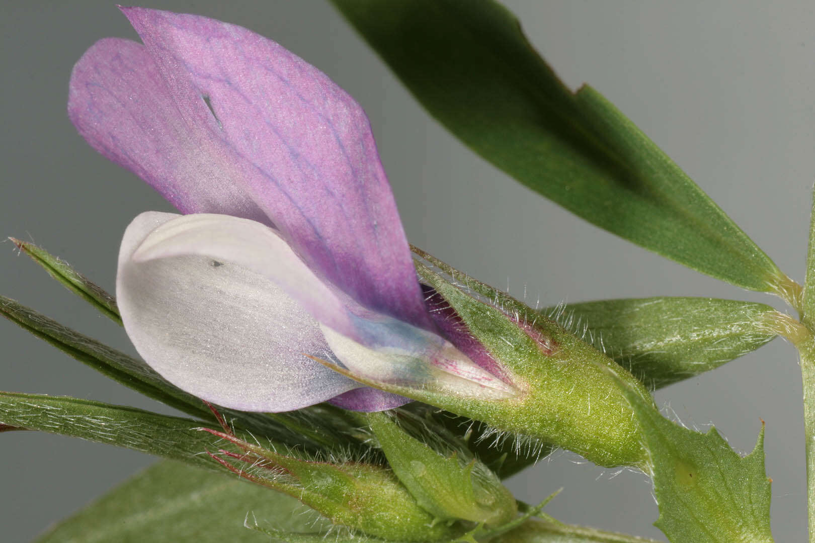 Image of Bithynian vetch