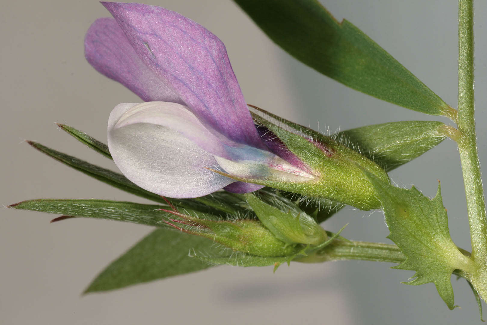 Image of Bithynian vetch