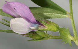 Image of Bithynian vetch