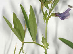 Image of Bithynian vetch