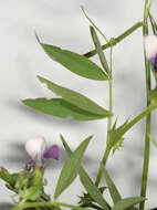 Image of Bithynian vetch