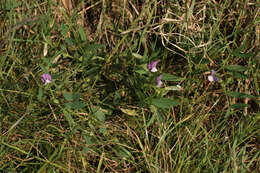 Image of Bithynian vetch