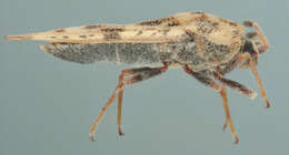 Image of spear thistle lacebug