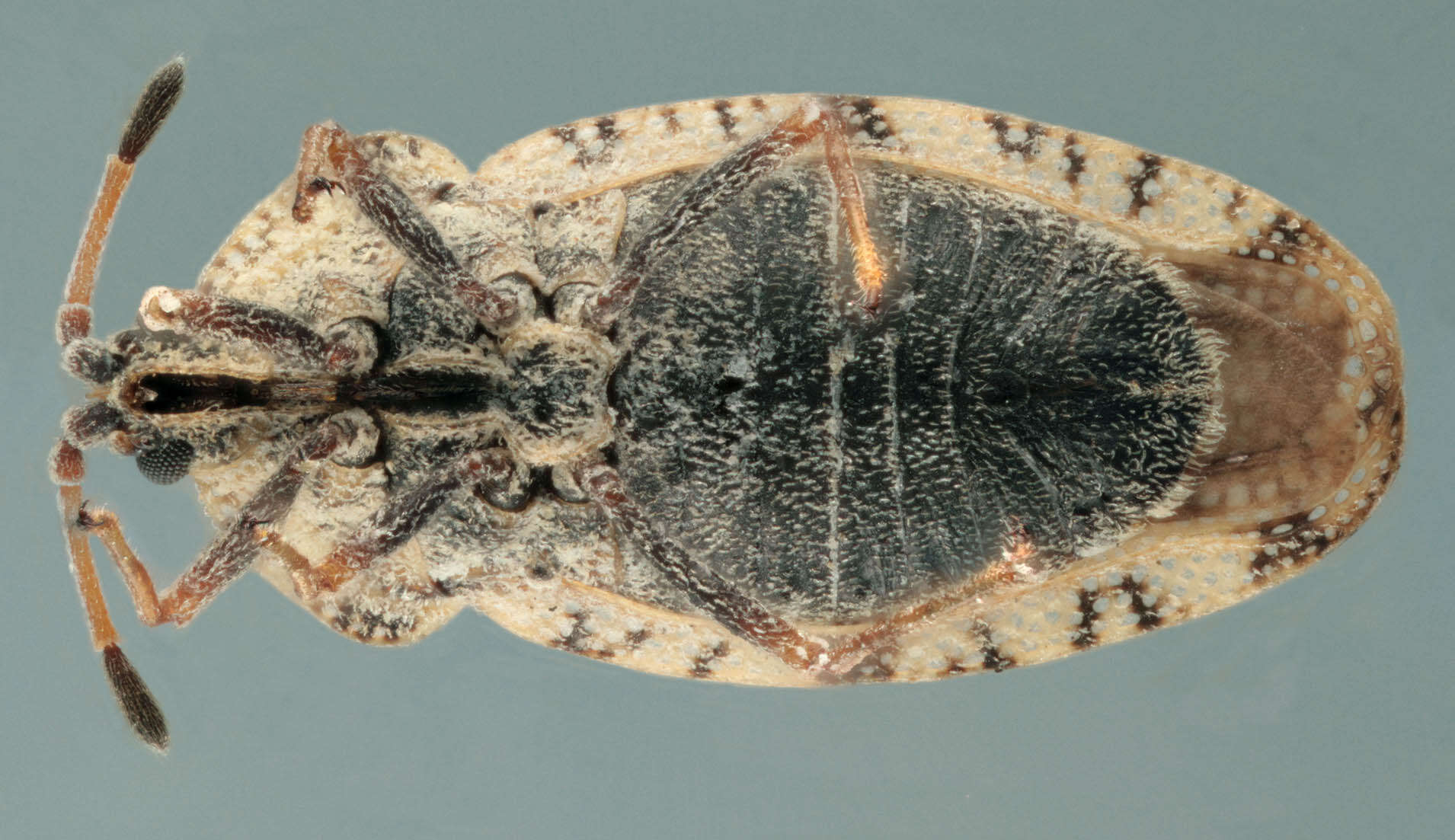 Image of spear thistle lacebug