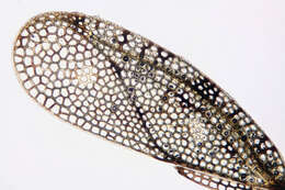 Image of spear thistle lacebug