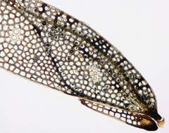 Image of spear thistle lacebug