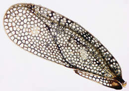 Image of spear thistle lacebug