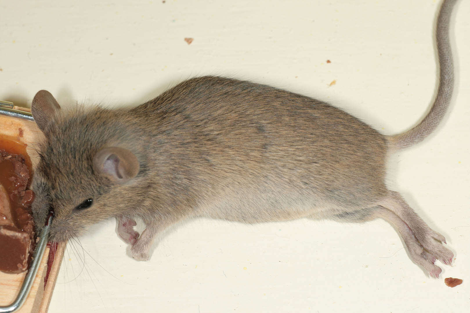 Image of Mus musculus musculus Linnaeus 1758